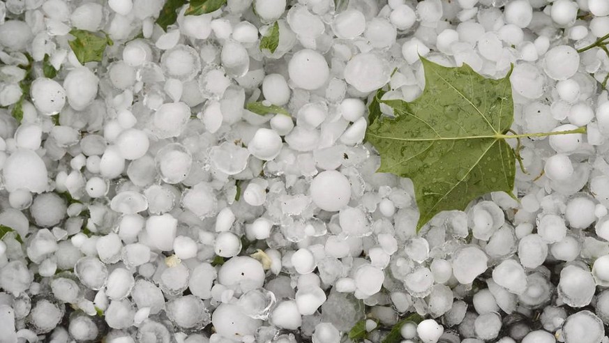 Une feuille photographiee sur un tapis de grele, suite a un violent orage de grele qui s&#039;est abattu sur Geneve, ce jeudi 20 juin 2013. (KEYSTONE/Martial Trezzini)