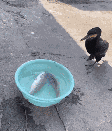 GIF animé