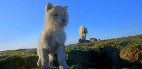 cute news tier wolf

https://www.reddit.com/r/NatureIsFuckingLit/comments/zwbyjl/members_of_the_deer_familyincluding_its_largest/