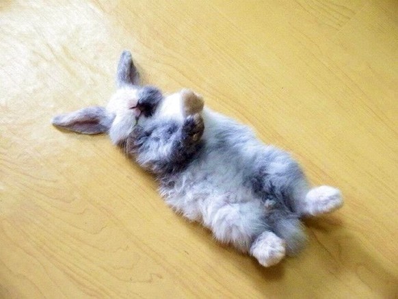 cute news tier hase

https://www.reddit.com/r/AnimalsBeingSleepy/comments/1250vxh/this_is_how_the_hare_sleeps/
