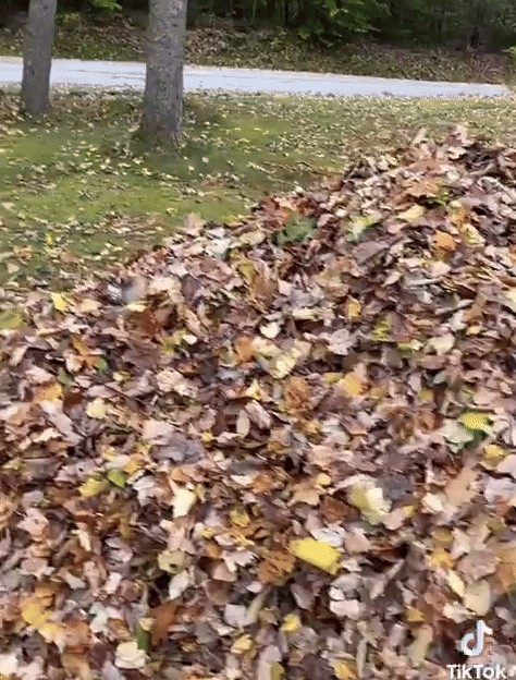 GIF animé