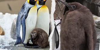 Pesto fait fondre le web