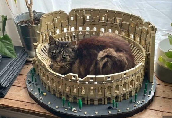 cute news tier katze

https://ch.pinterest.com/pin/71002131617652663/