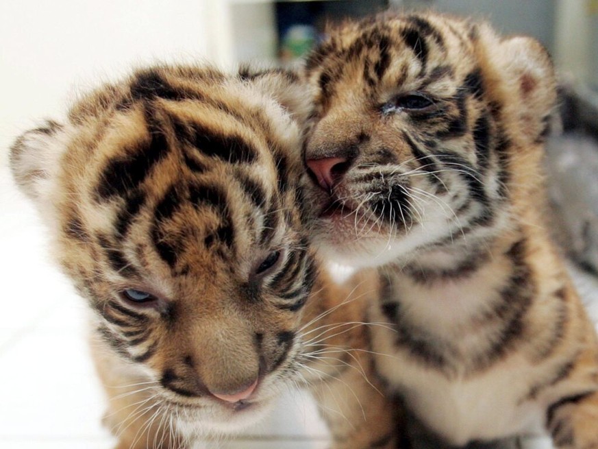 Les tigres endémiques de Java et de Bali ont disparu respectivement dans les années 1980 et 1940, ne laissant dans l&#039;archipel que des tigres de Sumatra (photo).