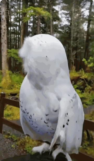 GIF animé