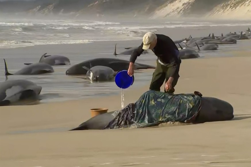 In this image made from a video, a rescuer pours water on one of stranded whales on Ocean Beach, near Strahan, Australia Wednesday, Sept. 21, 2022. More than 200 whales have been stranded on Tasmania ...