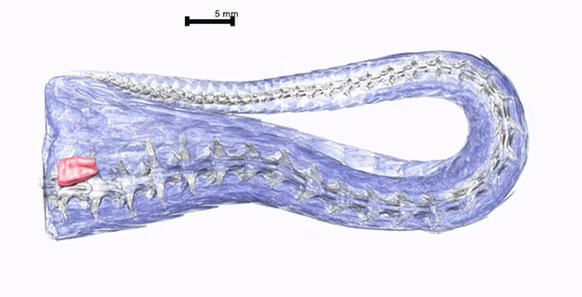 image 3D du clitoris d&#039;un serpent