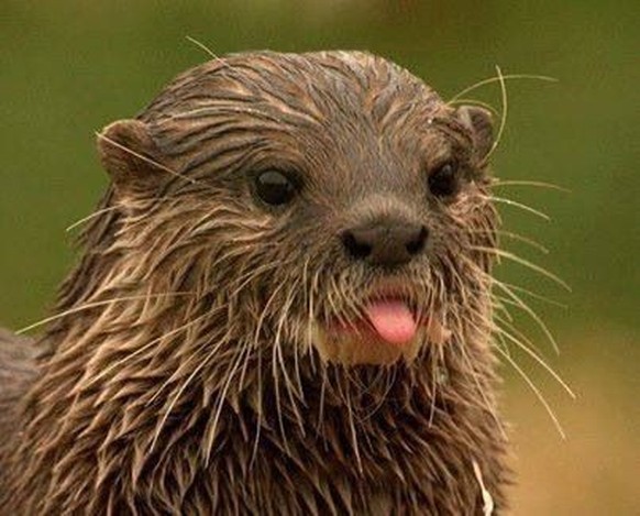 cute news tier otter

https://ch.pinterest.com/pin/1121888957201565874/