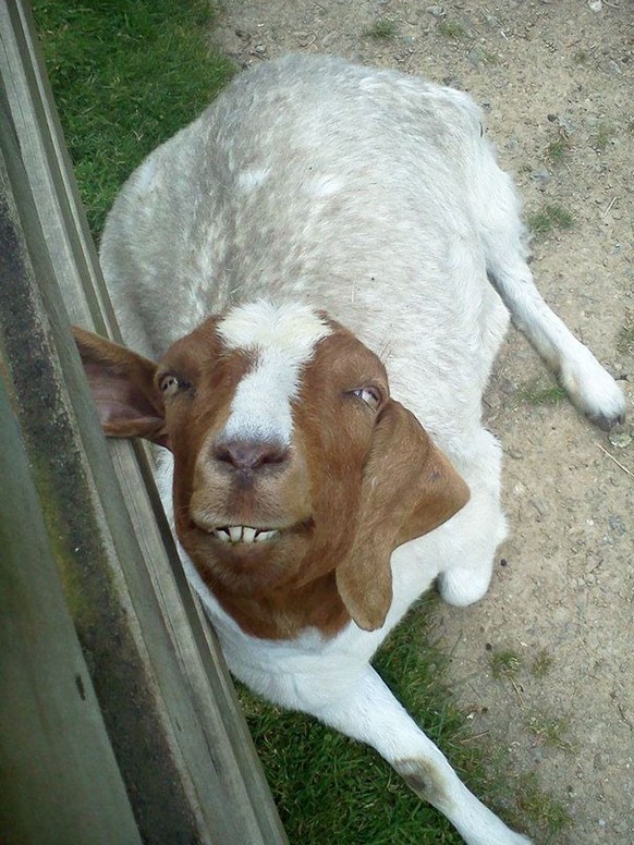 Unfotogene Tiere

https://www.reddit.com/r/funny/