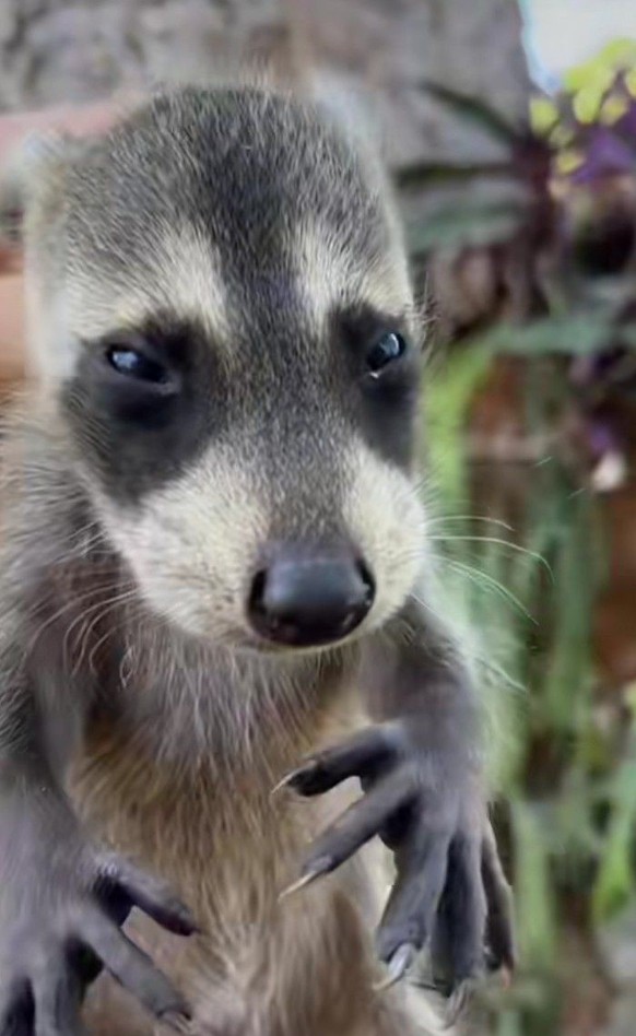 cute news tier waschbär

https://ch.pinterest.com/pin/1121888957181622876/