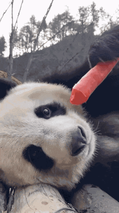 GIF animé