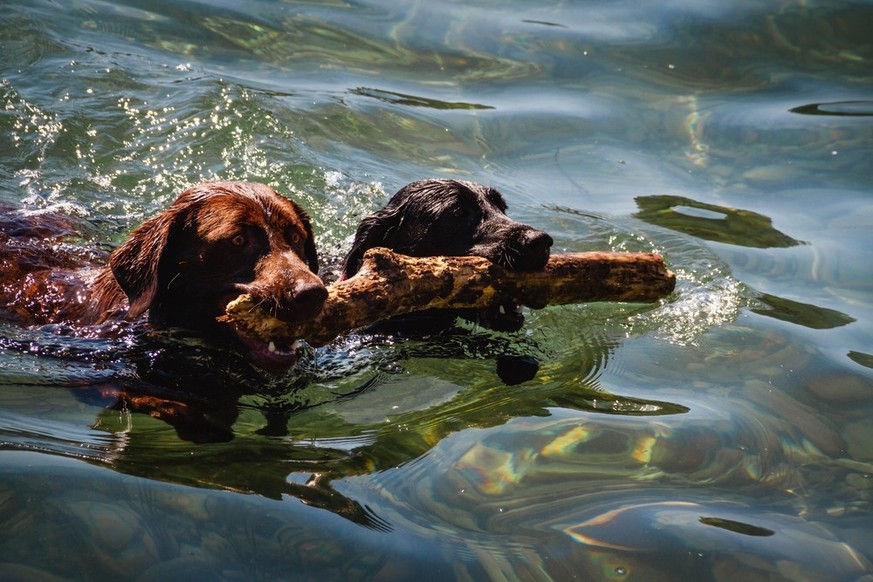 Les chiens, qui ont tendance à avaler tout et n&#039;importe quoi, sont souvent les premières victimes de la cyanobactérie.