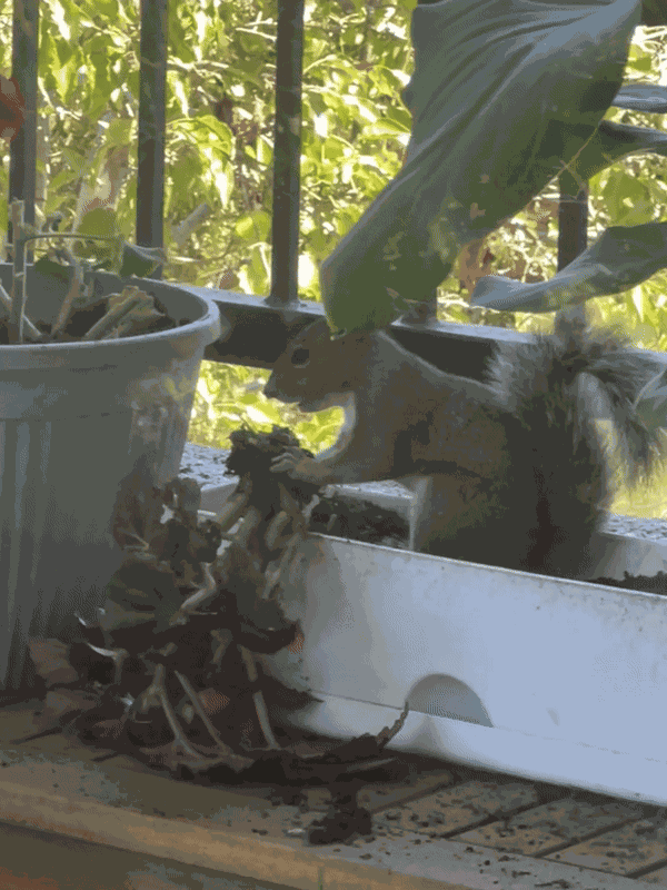 GIF animé