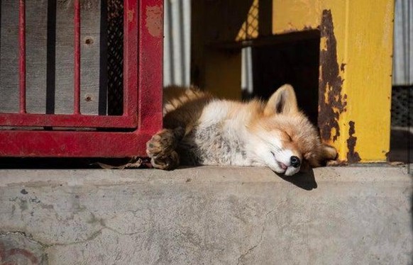 cute news animal tier fuchs fox

https://imgur.com/gallery/KZa0tlG
