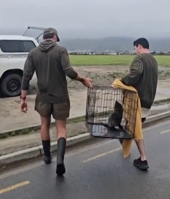 Le bébé phoque a été relâché sur une île voisine.