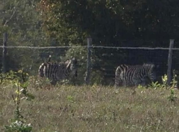 Des zèbres dans le zoo du premier ministre.