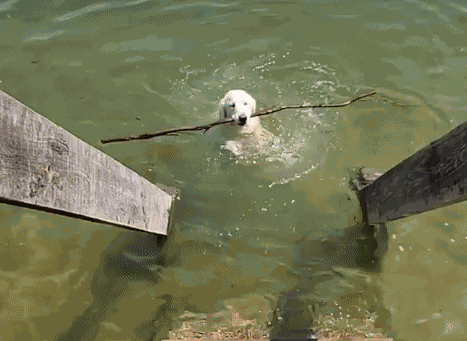 GIF animé
