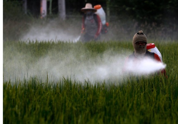 Thai farmesr spray pesticide over there rice field in Nakhon Sawan province, north of Bangkok on November 17, 2018. (Photo by Chaiwat Subprasom/NurPhoto via Getty Images)