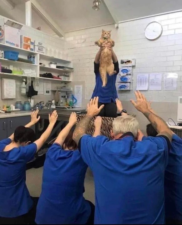 cute news tier katze

https://www.reddit.com/r/ChurchOfCat/comments/1pg83xw/all_hail_cat/