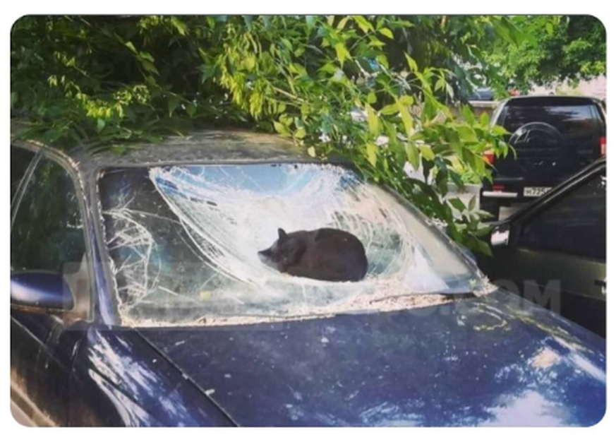 Faildienstag: Katze liegt auf kaputtem Autodach