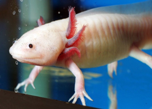 axolotl