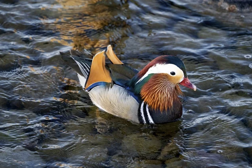 Die besten Tierbilder der Woche: Mandarinente