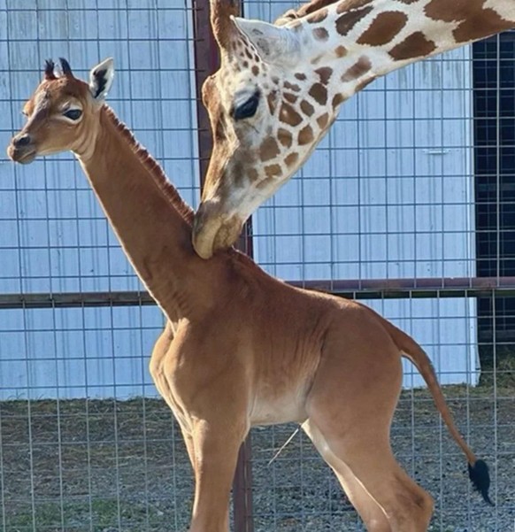 cute news tier giraffe

https://imgur.com/t/aww/YMRXB7x