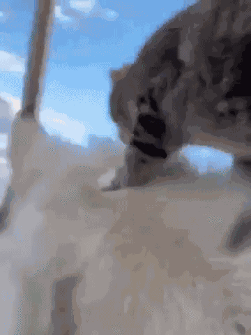 GIF animé