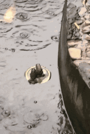 GIF animé