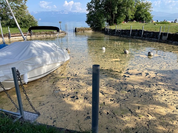 Le pollen de conifères flotte sur le Léman en mai 2026.