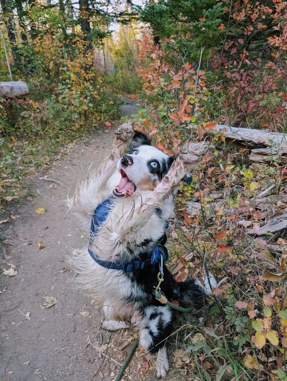 cute news tier hund

https://www.reddit.com/r/aww/comments/1nuwsf0/here_are_some_pictures_i_took_of_milo_today_we/