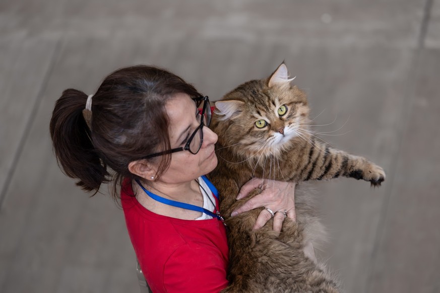 A moment during the AFSI World Cat Show, a cat exhibition, with a Certosino cat during the judging phase by the competition judge, in Chiasso, Switzerland, on Saturday, March 7, 2026.