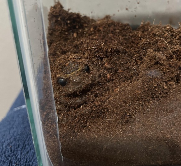cute news tier frosch

https://www.reddit.com/r/frogs/comments/13b8swj/new_froggy_friend/
