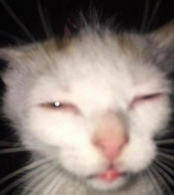 cute news tier katze

https://ch.pinterest.com/pin/50735933298673286/
