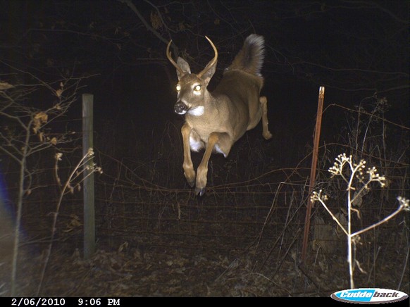 cute news tier reh wildtierkamera

https://x.com/Trail_Cams/status/1728927245480472632/photo/1