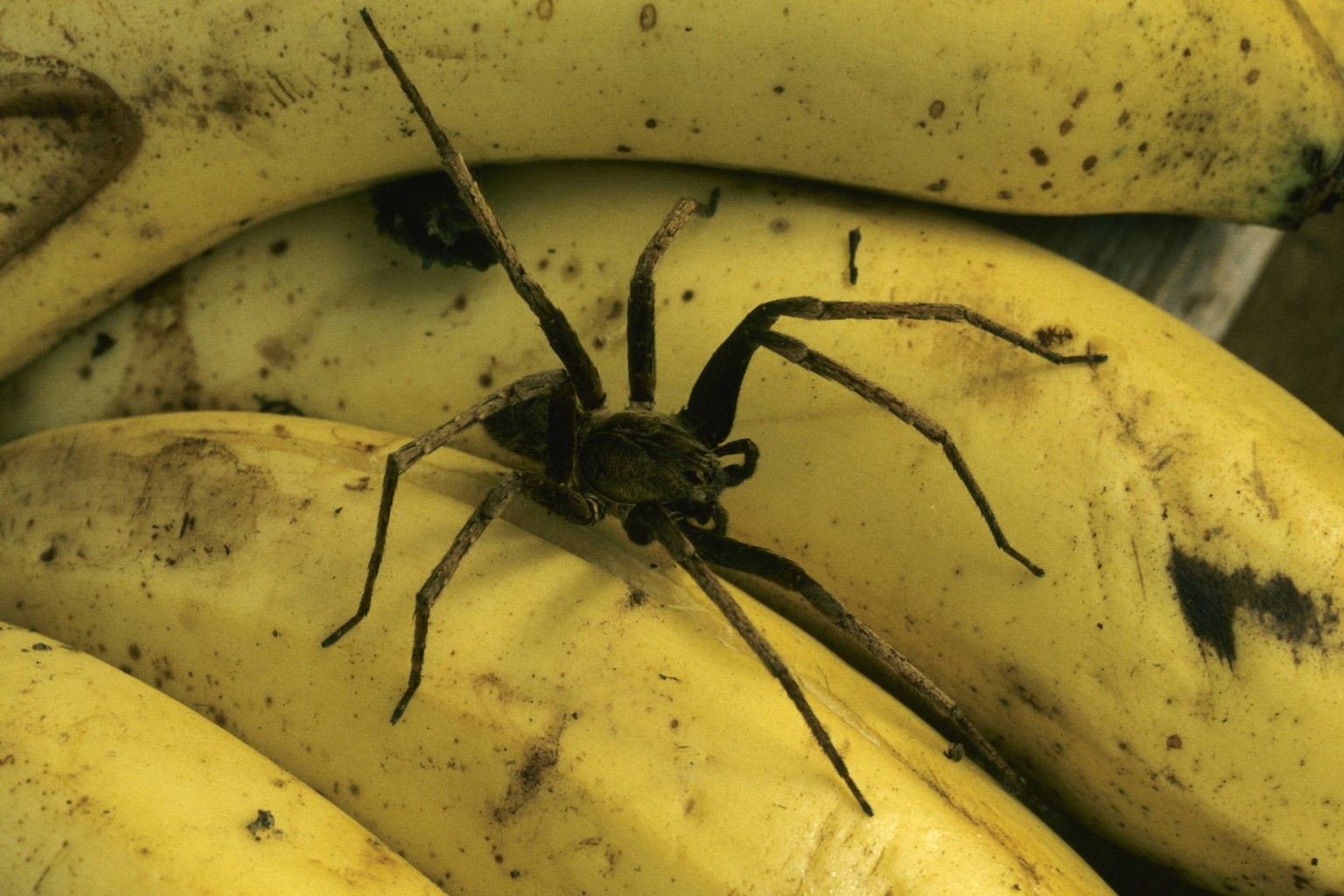 L&#039;araignée banane est considérée comme la plus dangereuse du monde