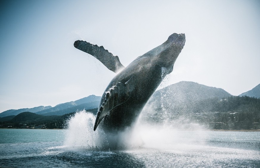 Une équipe de recherche interdisciplinaire a communiqué avec une baleine femelle sur la côte de l'Alaska (image d'illustration).