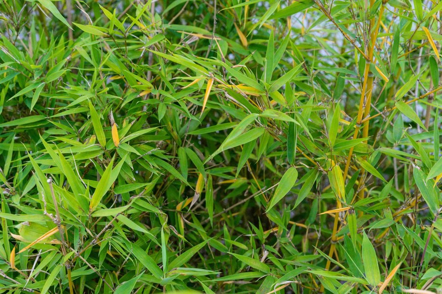 Phyllostachys aurea.