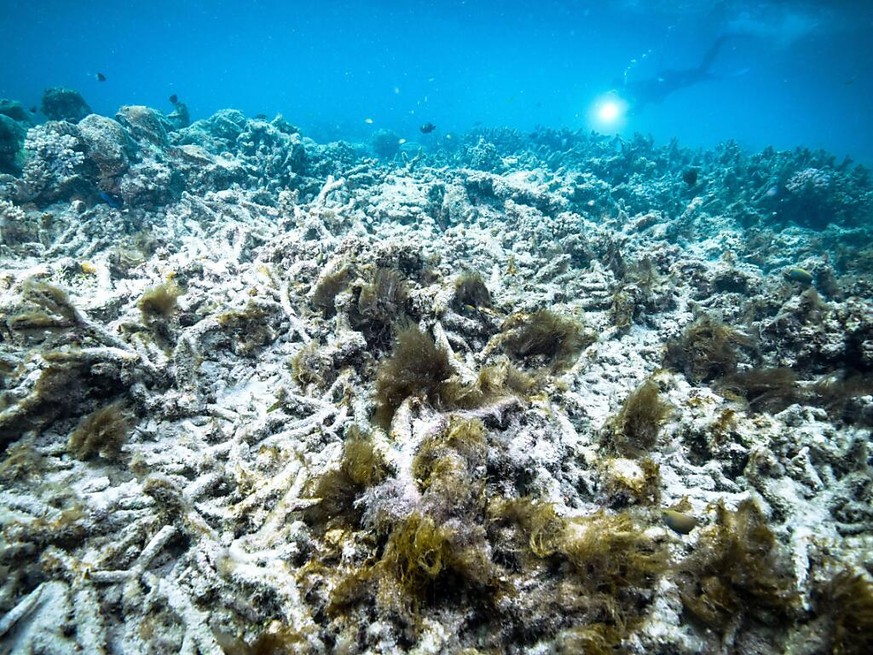 La grande barri�re de corail a subi trois �pisodes tr�s graves de blanchissement des coraux depuis 2015 (archives).