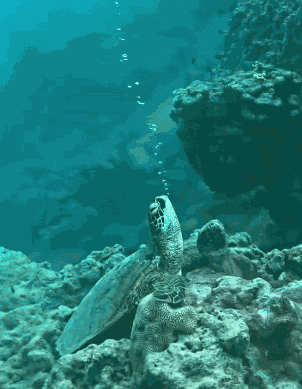 GIF animé
