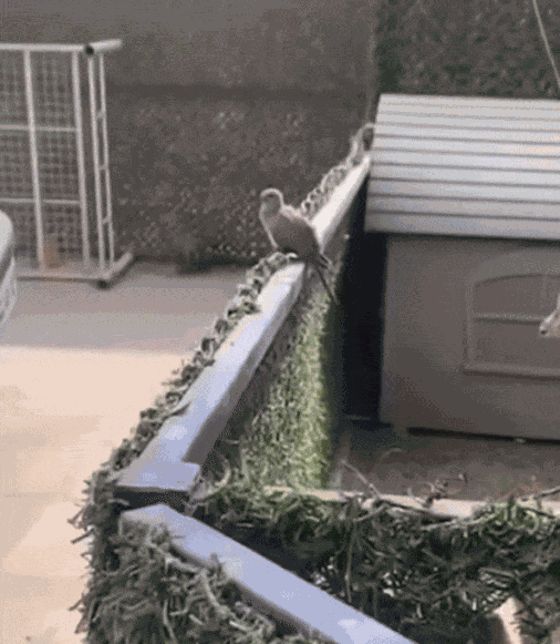 GIF animé