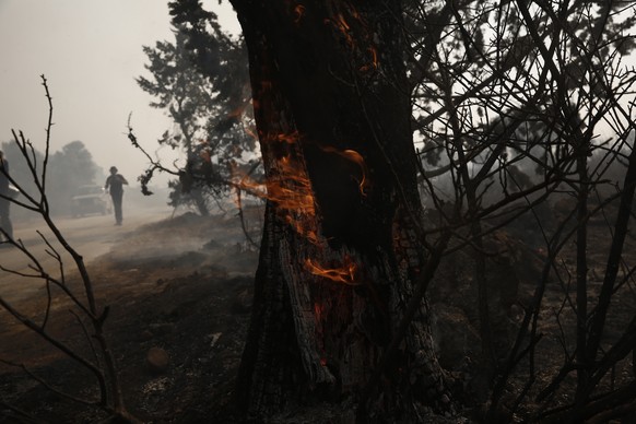 epaselect epa12213393 A tree trunk burns during a wildfire near the areas of Pikermi and Spata, east of Athens, Greece, 03 July 2025. More than 100 firefighters have been mobilized, along with six gro ...
