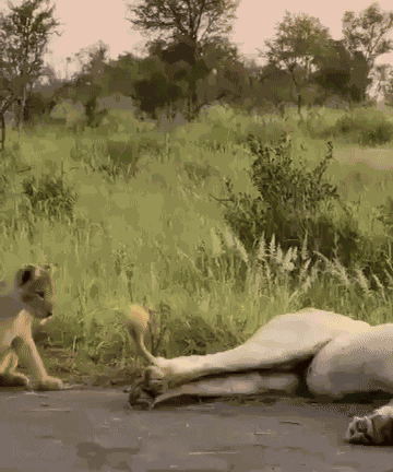 GIF animé