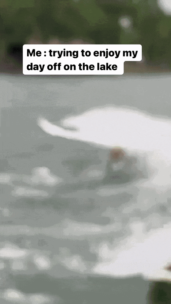 GIF animé