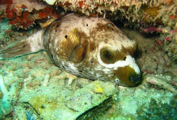 cute news tier fisch Schwarzflecken-Kugelfisch


https://www.reddit.com/r/Awwducational/comments/111fqmx/the_dogface_pufferfisharothron_nigropunctatus_may/