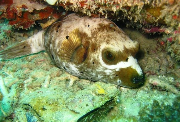 cute news tier fisch Schwarzflecken-Kugelfisch


https://www.reddit.com/r/Awwducational/comments/111fqmx/the_dogface_pufferfisharothron_nigropunctatus_may/