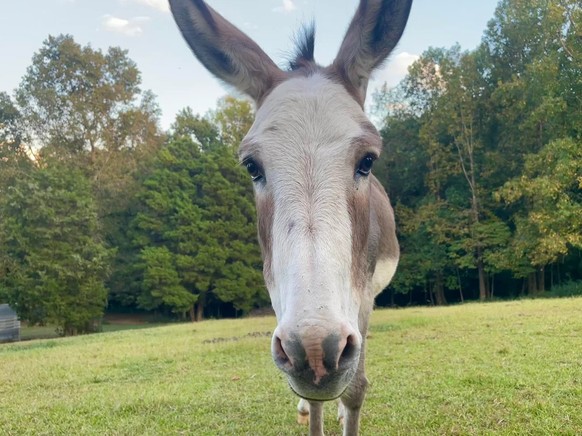 cute news tier esel

https://www.reddit.com/r/Donkeys/comments/1ns9ptd/the_leaves_are_just_starting_to_change/