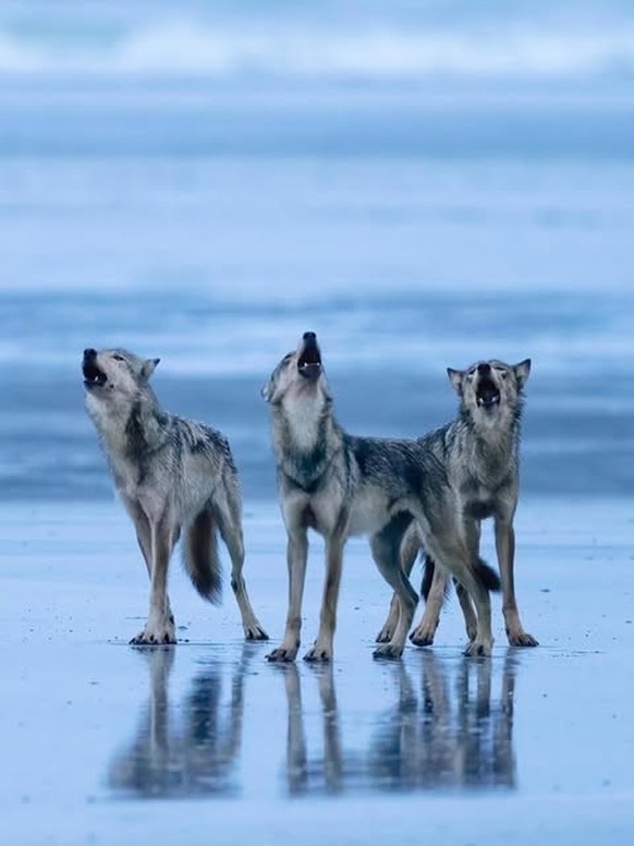 Vancouver Coastal Sea wolf

https://www.instagram.com/p/DWeohkZGbGk/?img_index=3