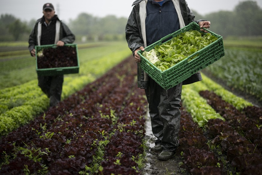 Grêle: Les fruits et légumes victimes de gros dégâts en Valais