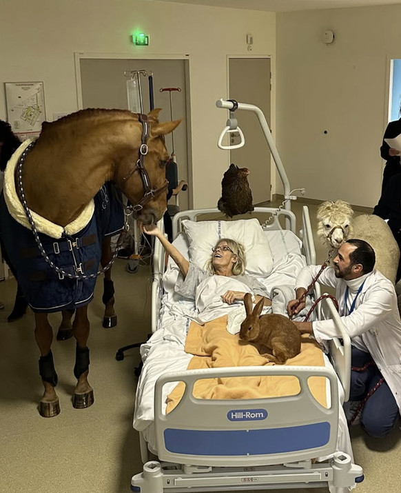 Pferd Peyo auf Krankenbesuch